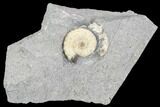 Ammonite (Promicroceras) Fossil - Lyme Regis #102884-1